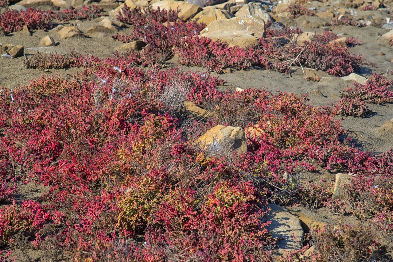 La salicornia e il salicornieto: scrigni di biodiversit allIdroscalo di Ostia